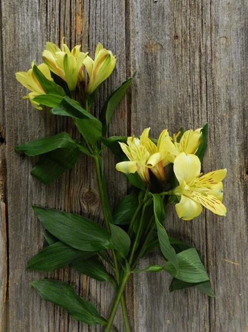 VOYAGER YELLOW ALSTROEMERIA